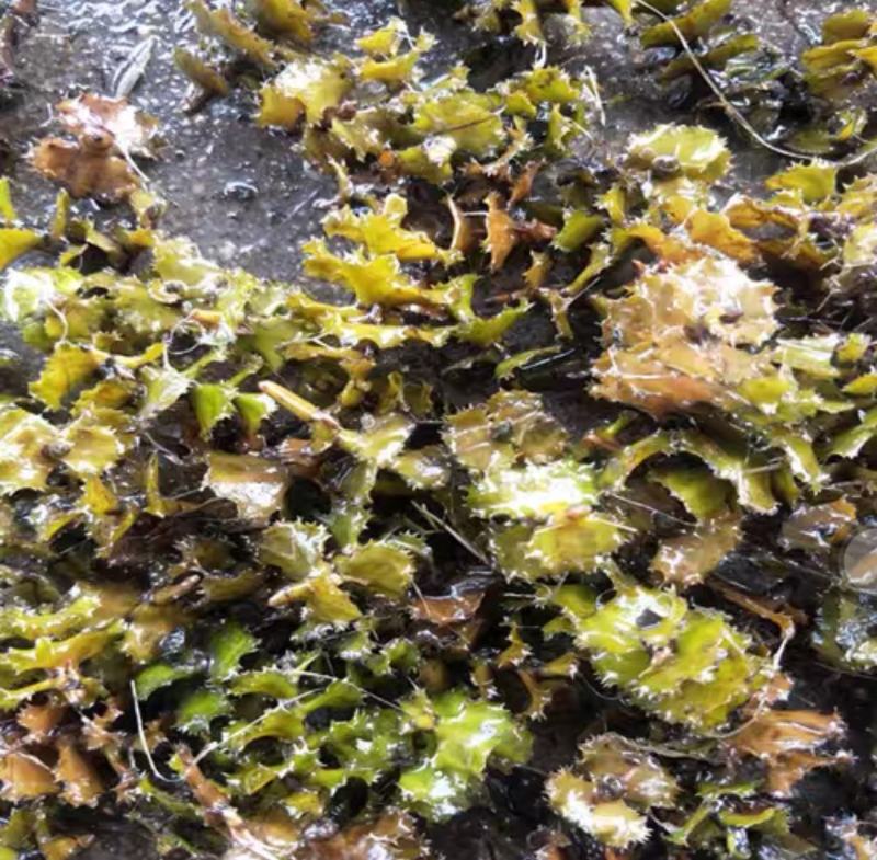 菹草麦黄草虾藻石芽养龙虾低温水草