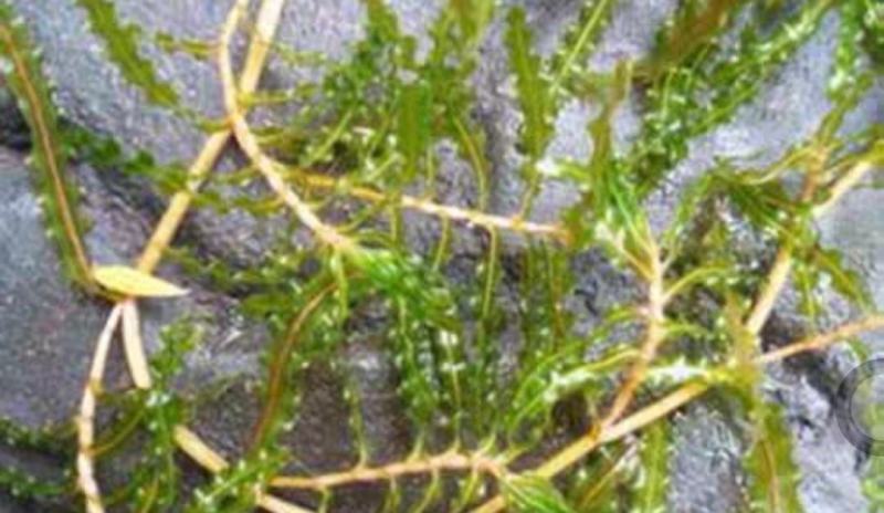 菹草麦黄草虾藻石芽养龙虾低温水草
