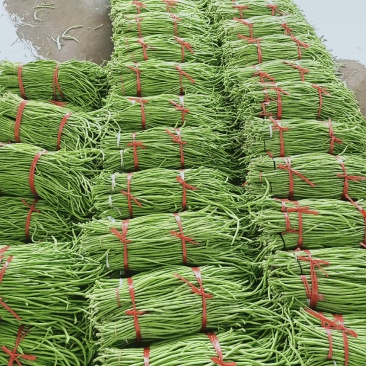 汉中精品长豇豆，翠绿无虫眼，产地直销