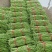 汉中精品长豇豆，翠绿无虫眼，产地直销