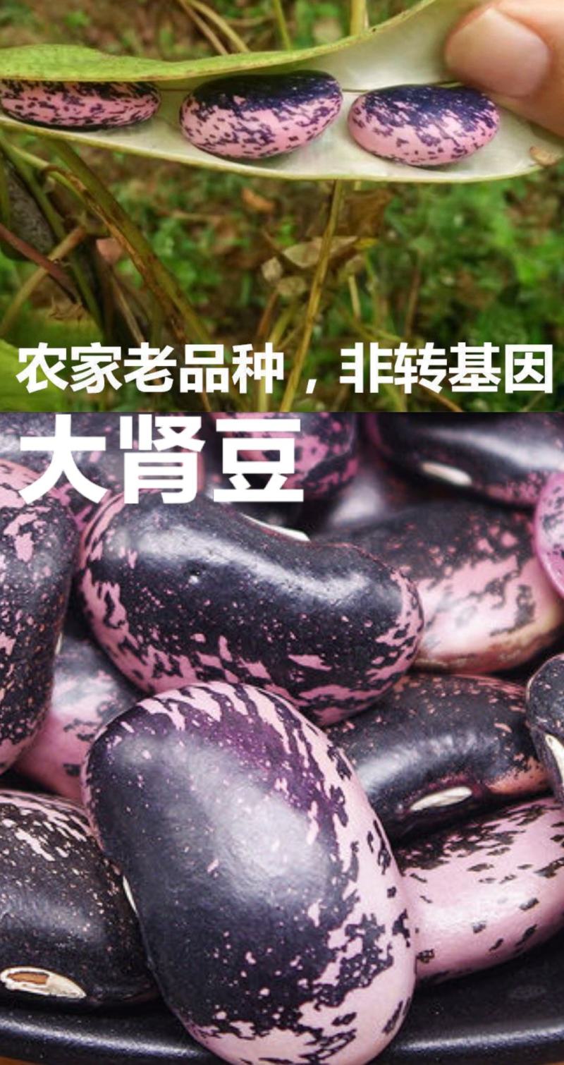 黑芸豆农家黑芸豆熬粥炖肉黑芸豆颗粒饱满五谷杂粮包邮