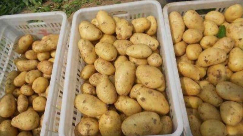 荷兰十五土豆，货品，产地直销，稳定供应全国市场