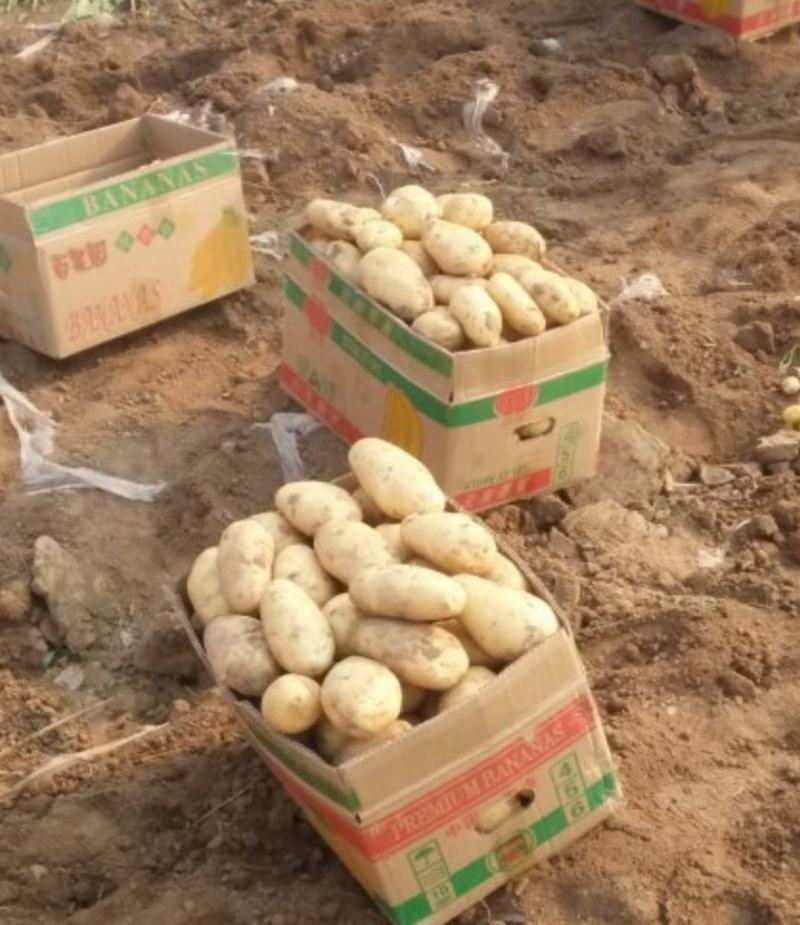 荷兰十五土豆，货品，产地直销，稳定供应全国市场