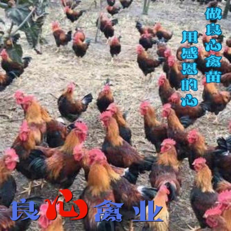 基地直销优质清远麻鸡苗大红公鸡苗另有青脚土鸡苗