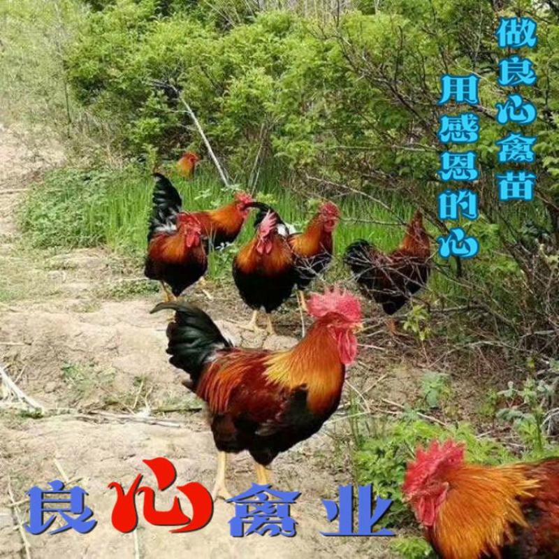 基地直销优质清远麻鸡苗大红公鸡苗另有青脚土鸡苗