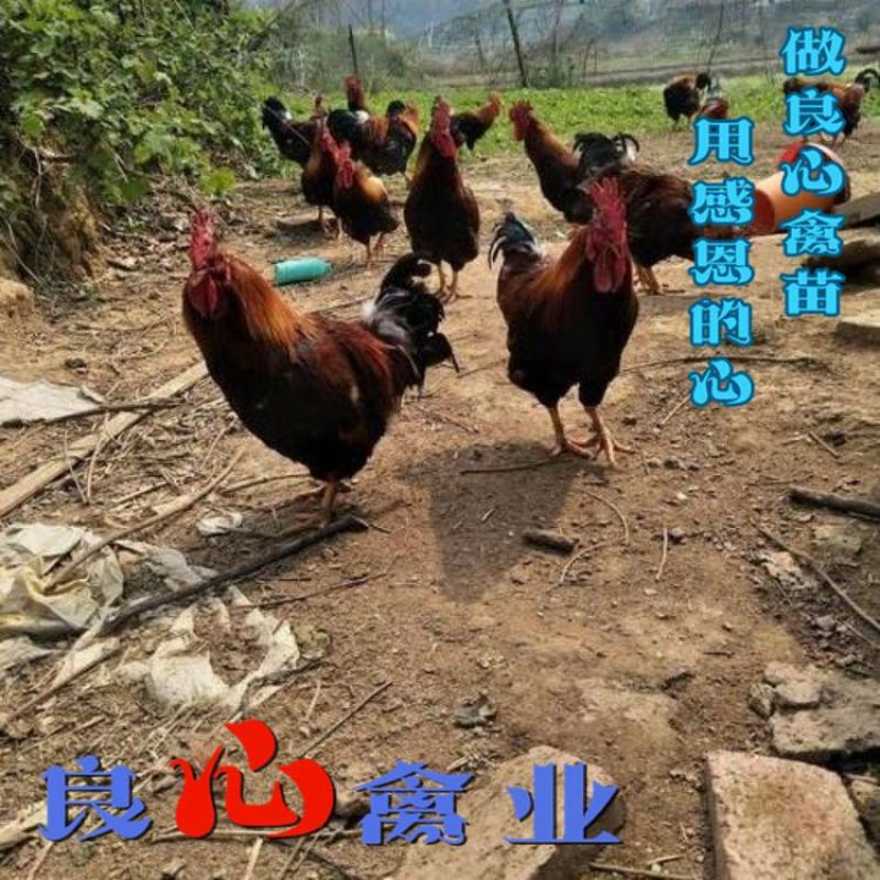 基地直销优质清远麻鸡苗大红公鸡苗另有青脚土鸡苗
