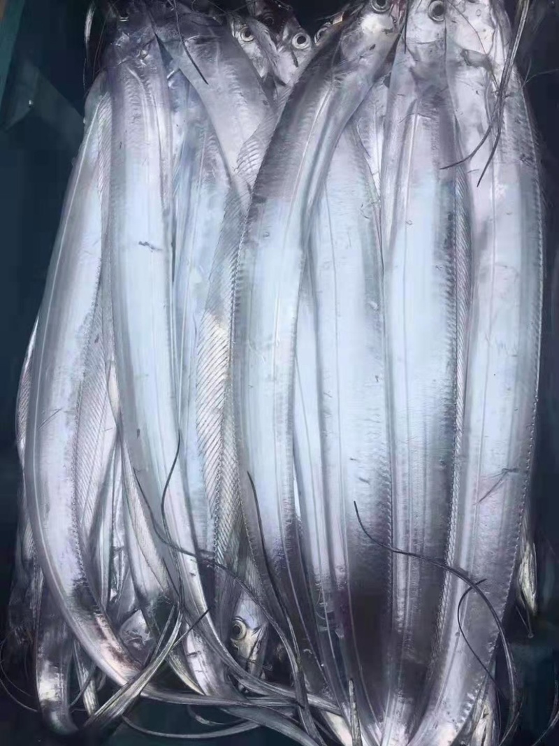 舟山带鱼，精品礼盒，厂家直发，欢迎产地咨询