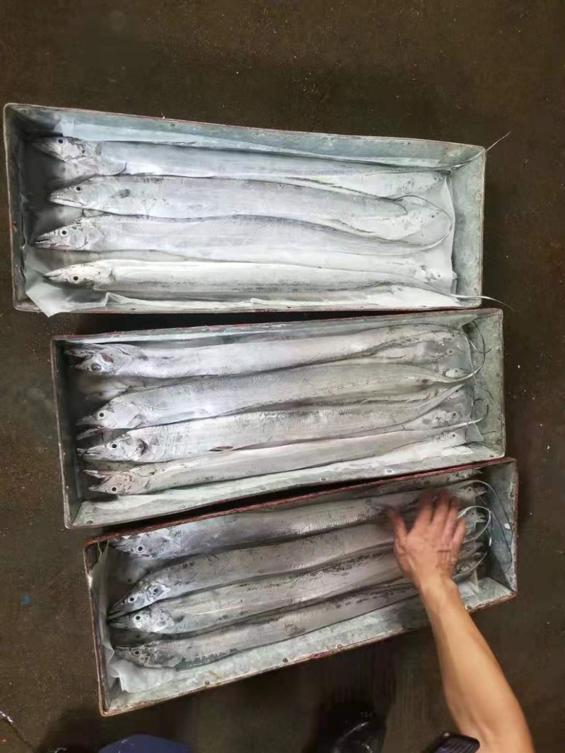 舟山带鱼，精品礼盒，厂家直发，欢迎产地咨询