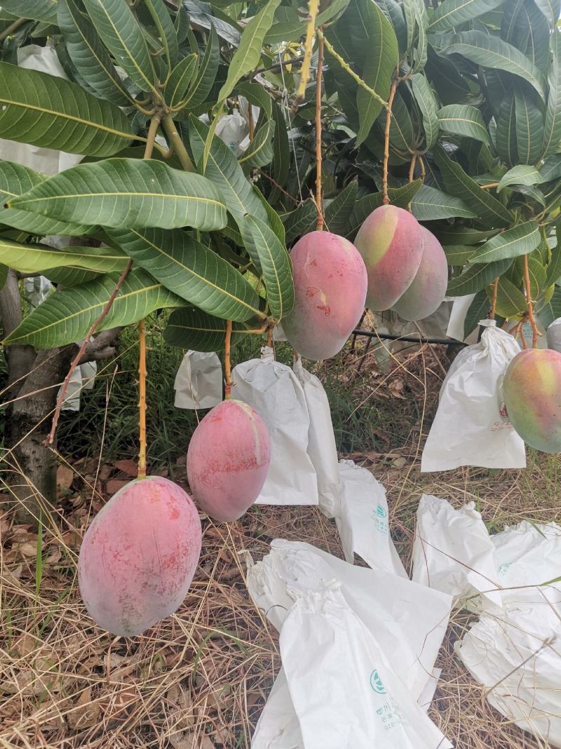 产地攀枝花自家精品凯特芒金煌芒也可以代收代办