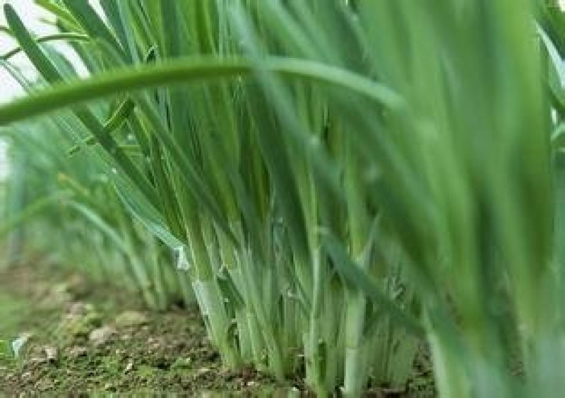 头刀韭菜大量上市中欢迎各地朋友前来订购
