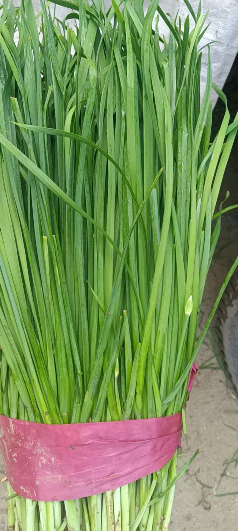 头刀韭菜大量上市中欢迎各地朋友前来订购