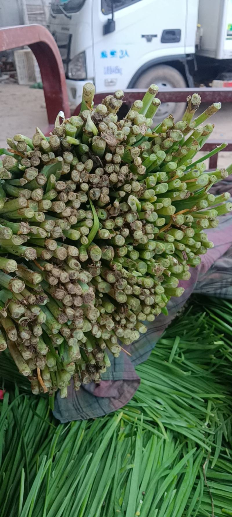 头刀韭菜大量上市中欢迎各地朋友前来订购