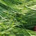 头刀韭菜大量上市中欢迎各地朋友前来订购