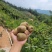 广东河源市和平县中国最南端高山种植猕猴桃味道正宗