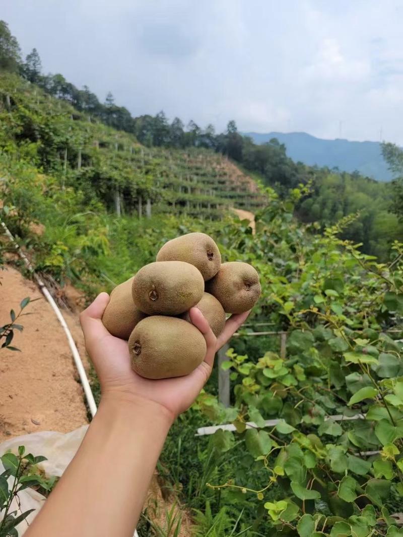 广东河源市和平县中国最南端高山种植猕猴桃味道正宗