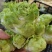 万亩儿菜基地，精品抱儿菜，又名儿菜，多头菜