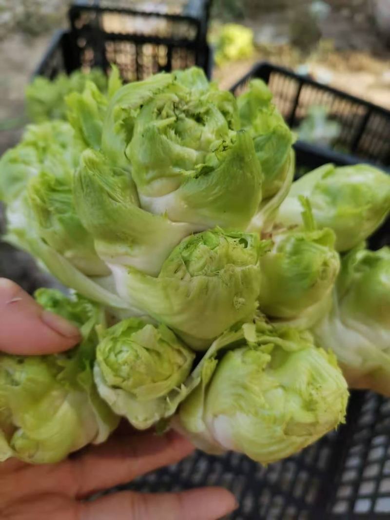 万亩儿菜基地，精品抱儿菜，又名儿菜，多头菜