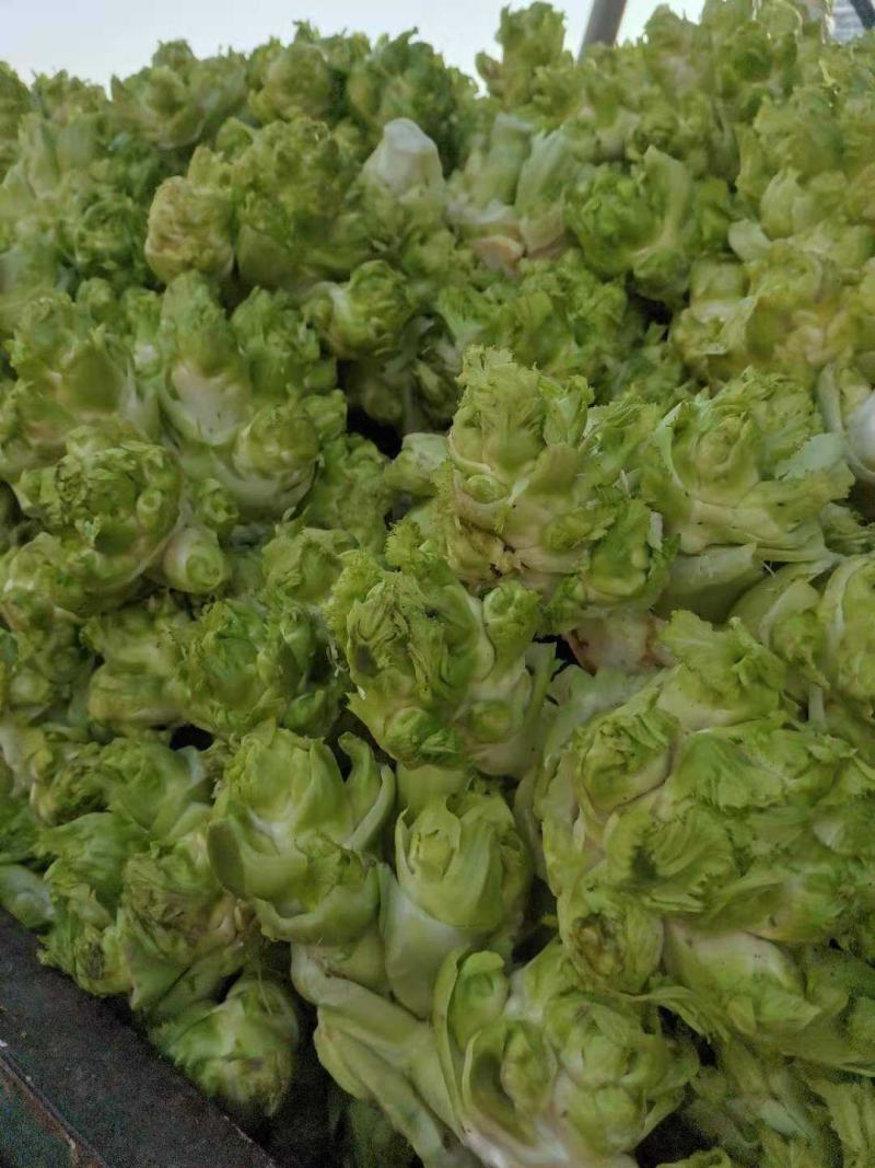万亩儿菜基地，精品抱儿菜，又名儿菜，多头菜