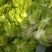 万亩儿菜基地，精品抱儿菜，又名儿菜，多头菜