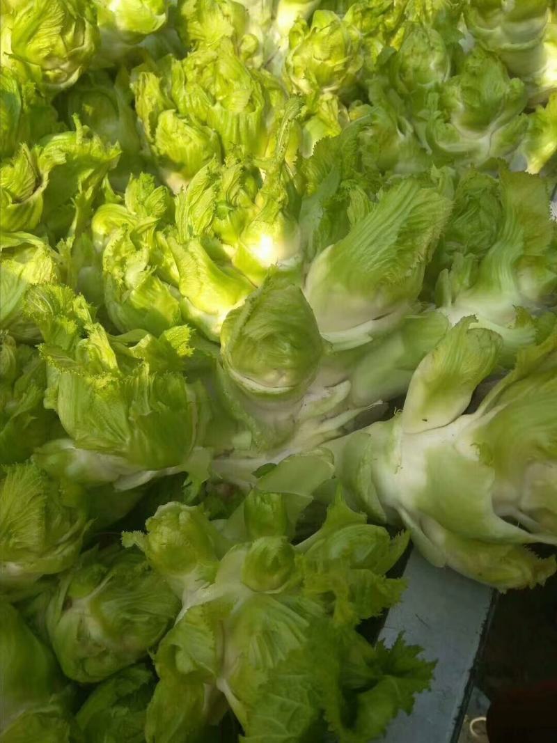 万亩儿菜基地，精品抱儿菜，又名儿菜，多头菜