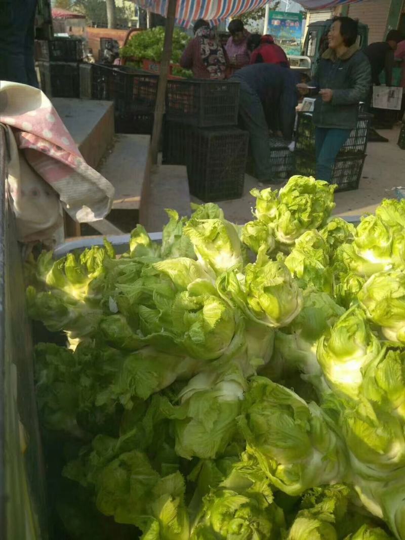 万亩儿菜基地，精品抱儿菜，又名儿菜，多头菜