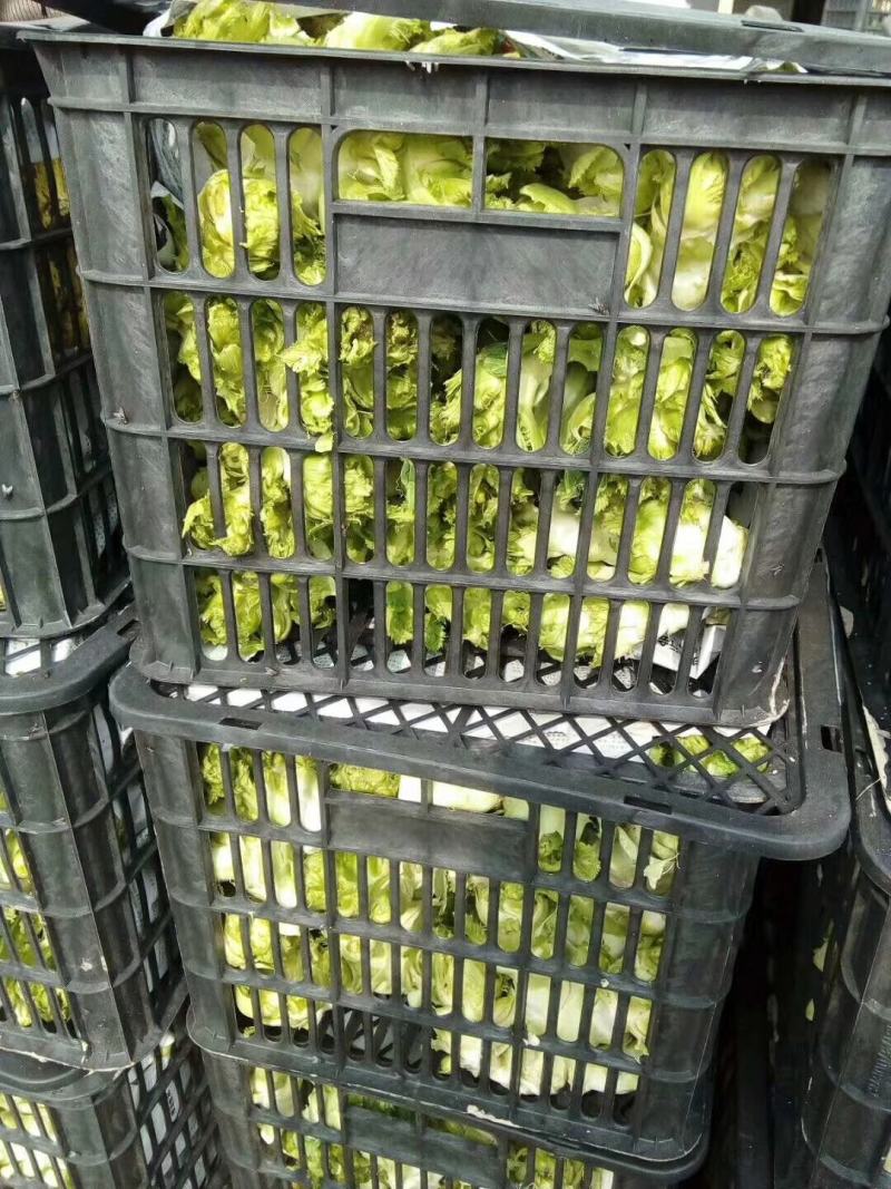 万亩儿菜基地，精品抱儿菜，又名儿菜，多头菜
