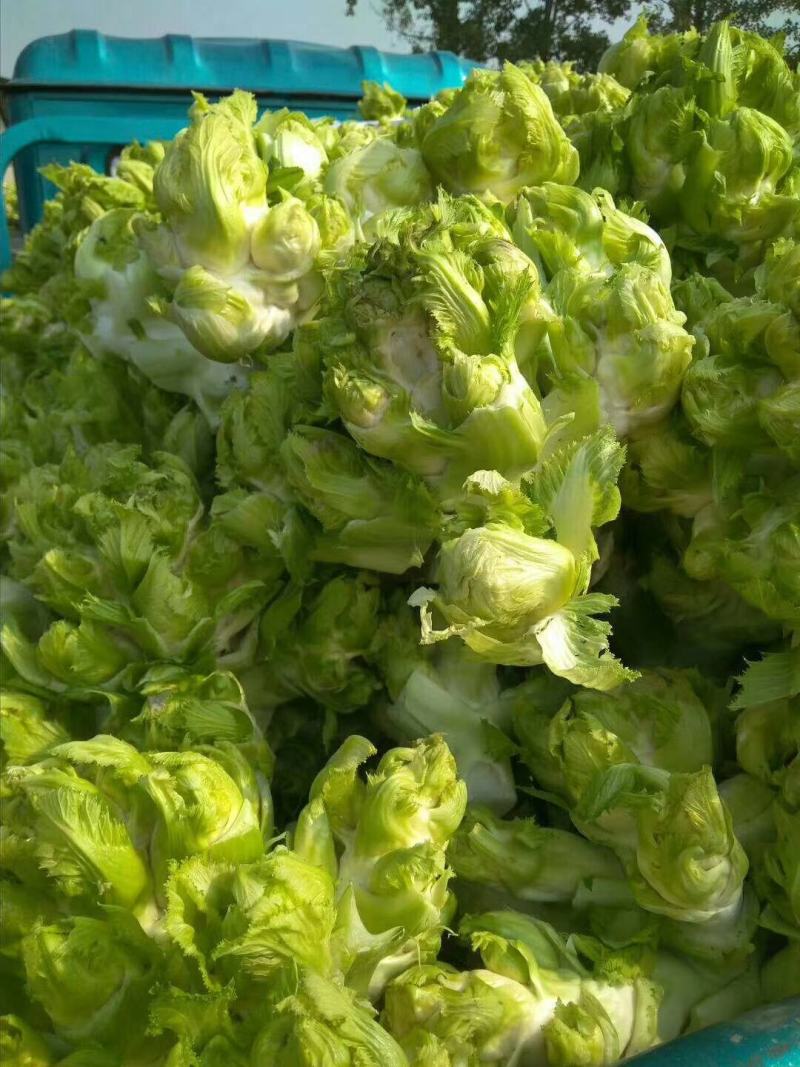 万亩儿菜基地，精品抱儿菜，又名儿菜，多头菜