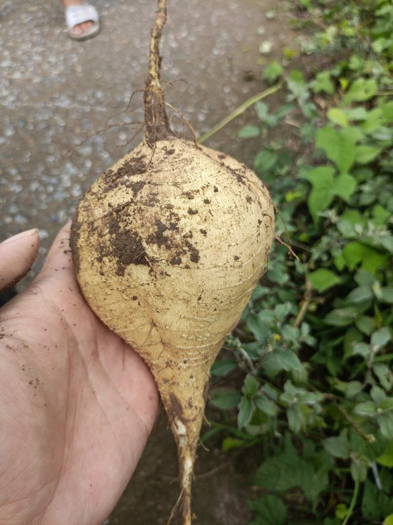 广西桂林石塘凉薯产地直销大量供应了，有需要的老板可以详谈