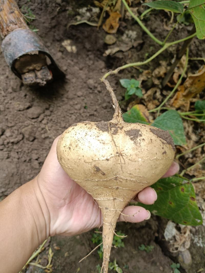 广西桂林石塘凉薯产地直销大量供应了，有需要的老板可以详谈