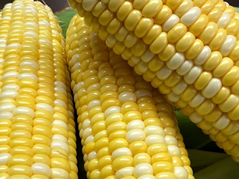 云南水果🌽，汁水在嘴巴里爆浆的口感。甜甜的