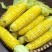 云南水果🌽，汁水在嘴巴里爆浆的口感。甜甜的