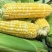 云南水果🌽，汁水在嘴巴里爆浆的口感。甜甜的