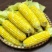 云南水果🌽，汁水在嘴巴里爆浆的口感。甜甜的