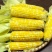云南水果🌽，汁水在嘴巴里爆浆的口感。甜甜的