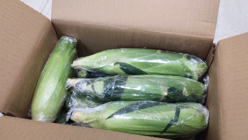 云南水果🌽，汁水在嘴巴里爆浆的口感。甜甜的