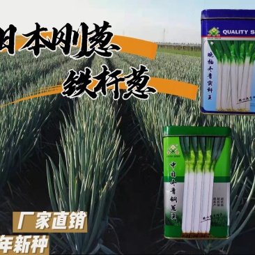 原装进口刚葱铁杆葱四季种植免费技术指导厂家直销