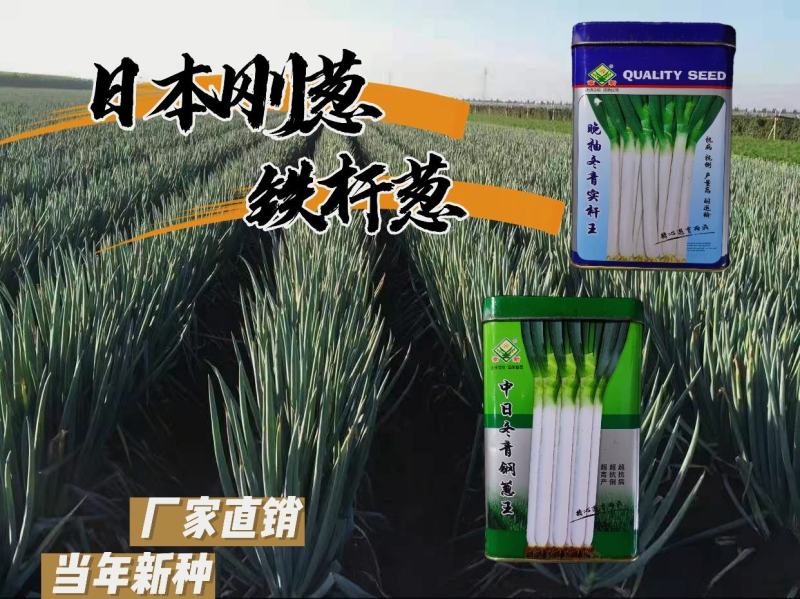 原装进口刚葱铁杆葱四季种植免费技术指导厂家直销