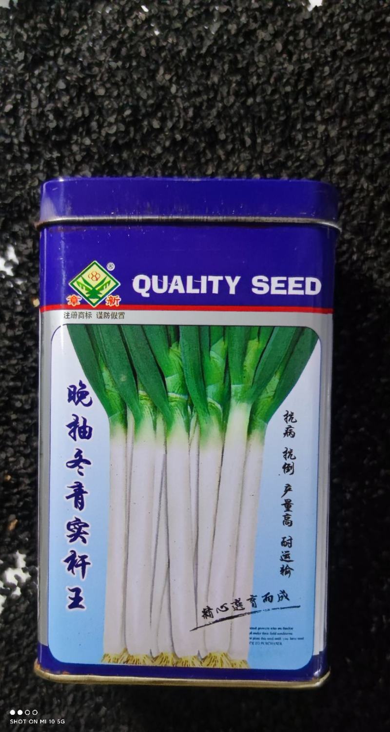 原装进口刚葱铁杆葱四季种植免费技术指导厂家直销