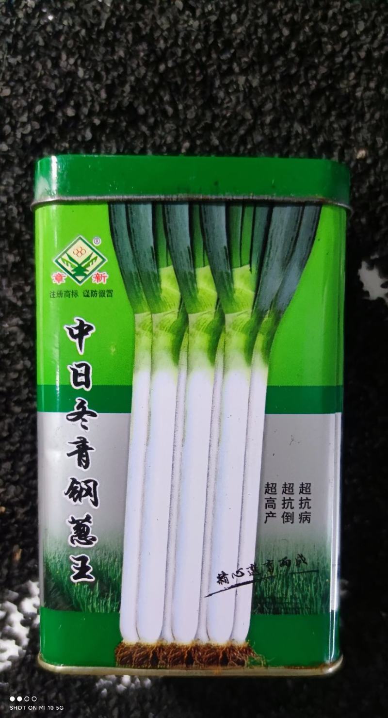 原装进口刚葱铁杆葱四季种植免费技术指导厂家直销