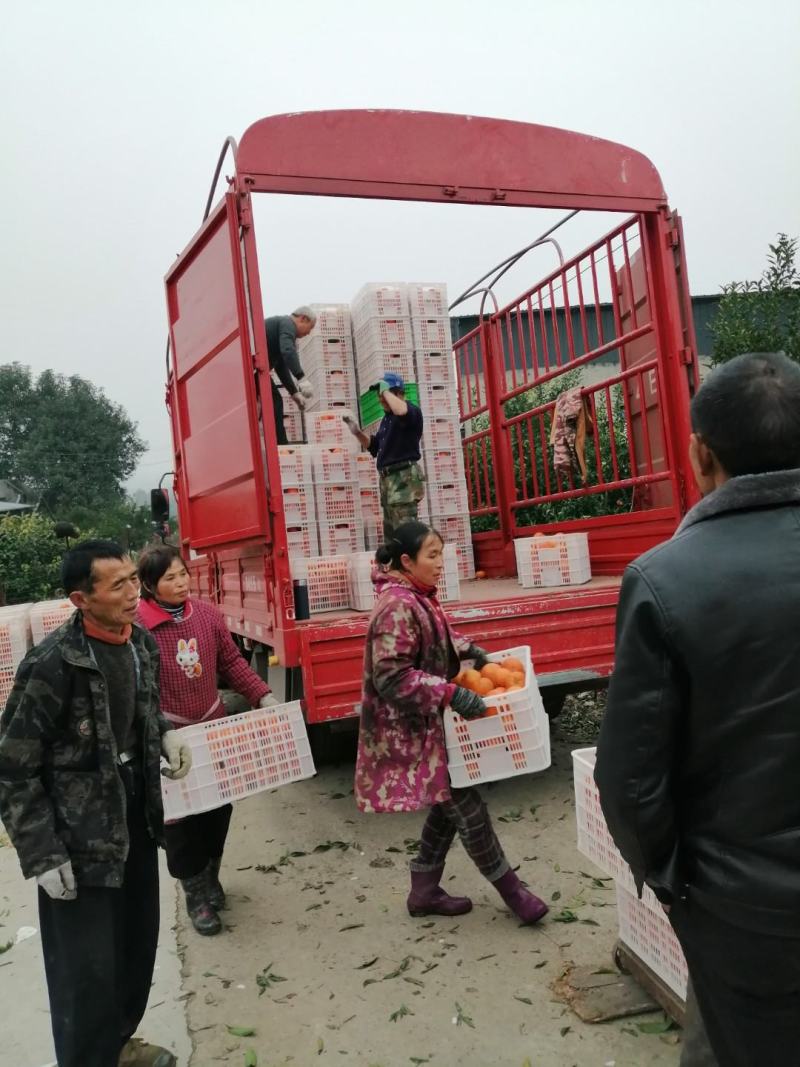 爱媛38果冻橙，味道独特，果皮漂亮，产地直销
