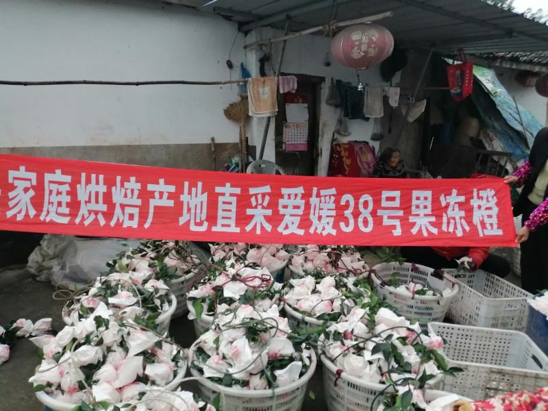 爱媛38果冻橙，味道独特，果皮漂亮，产地直销