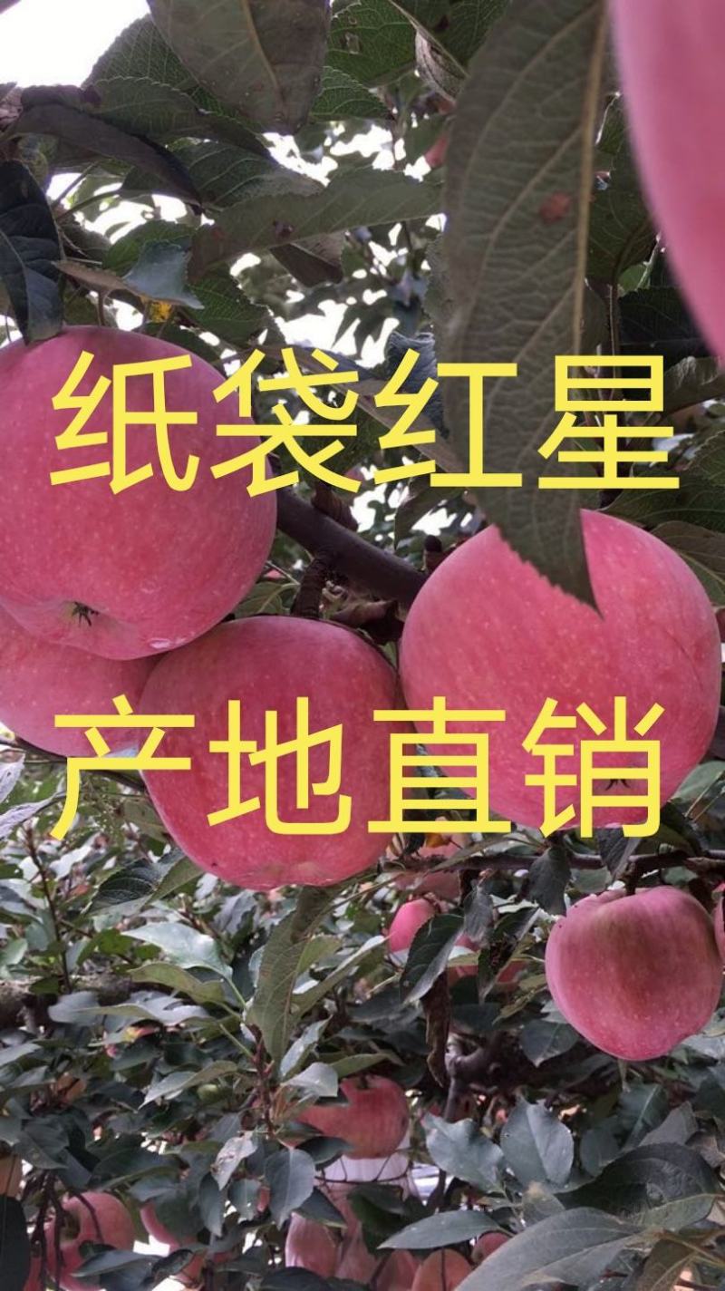 红星苹果山东红星苹果纸袋红星80以上纸袋新红星苹果订货中