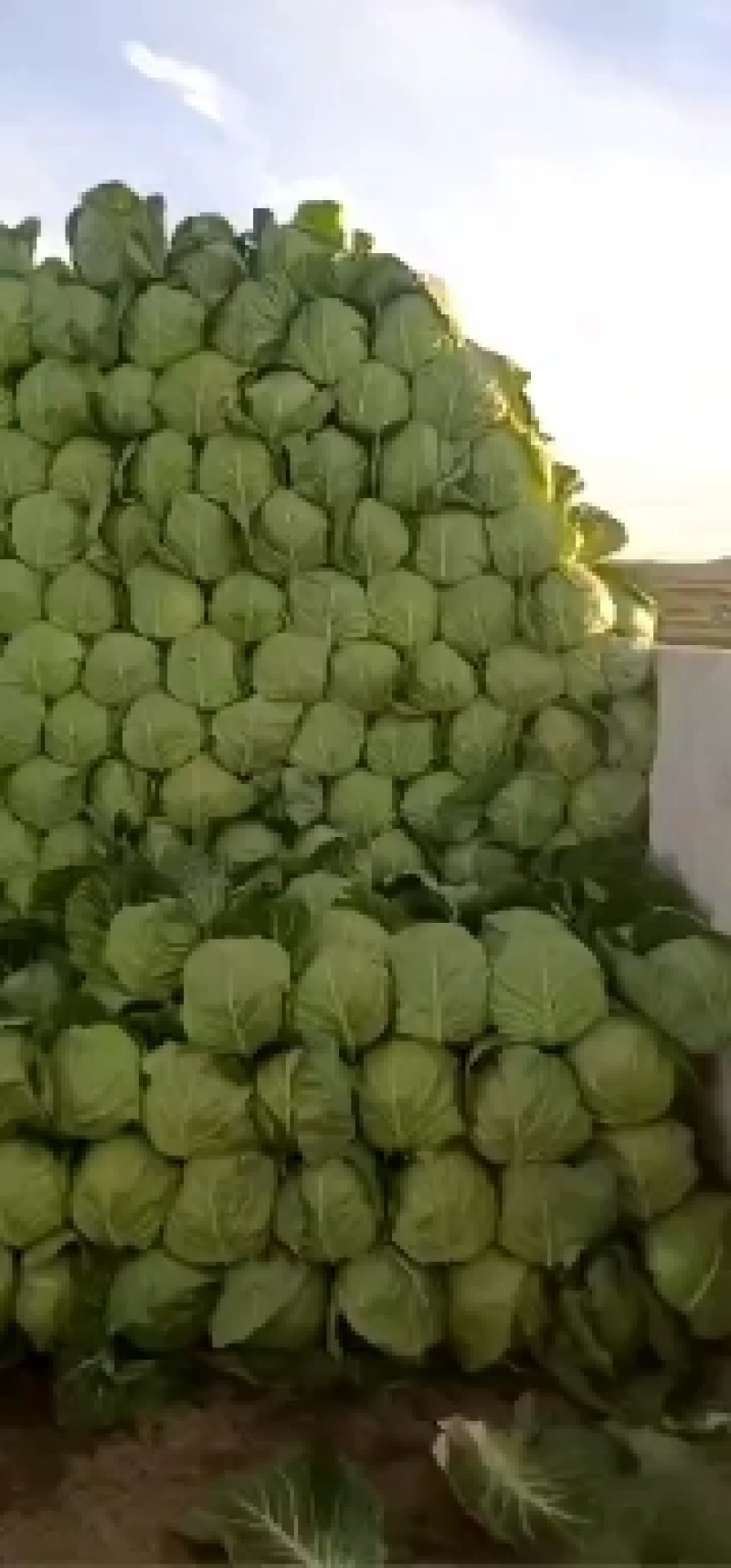 精品甘蓝大量有货需要的联系我