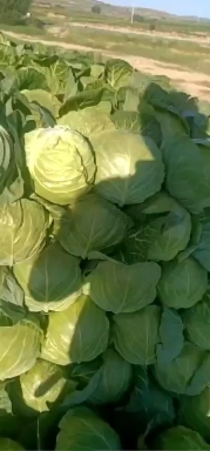 精品甘蓝大量有货需要的联系我