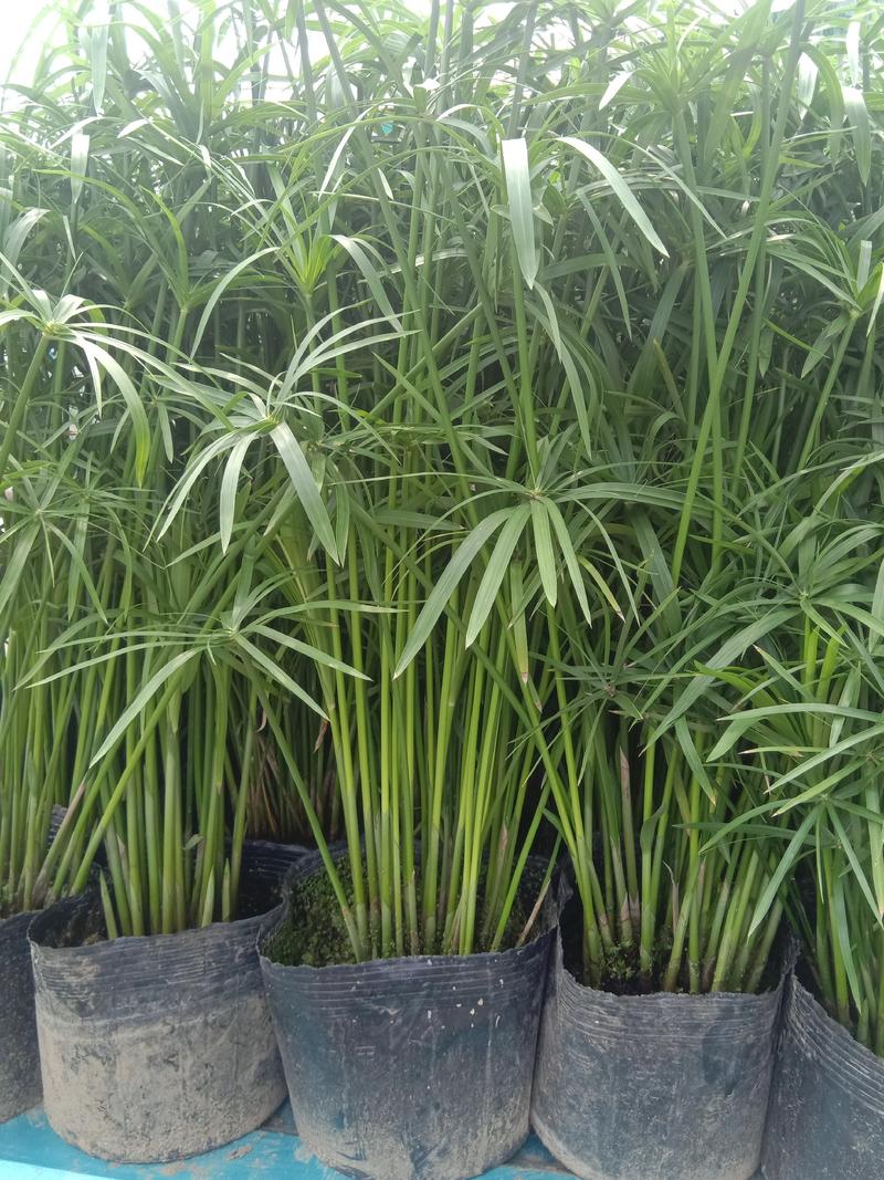 常年大量出售绿化及观赏多分枝发财竹，水竹，风车花