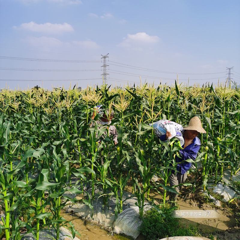 无农药现摘甜玉米笋迷你小玉米笋水果玉米沙拉蔬菜包邮o