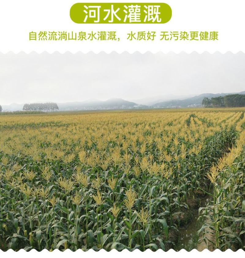 无农药现摘甜玉米笋迷你小玉米笋水果玉米沙拉蔬菜包邮o