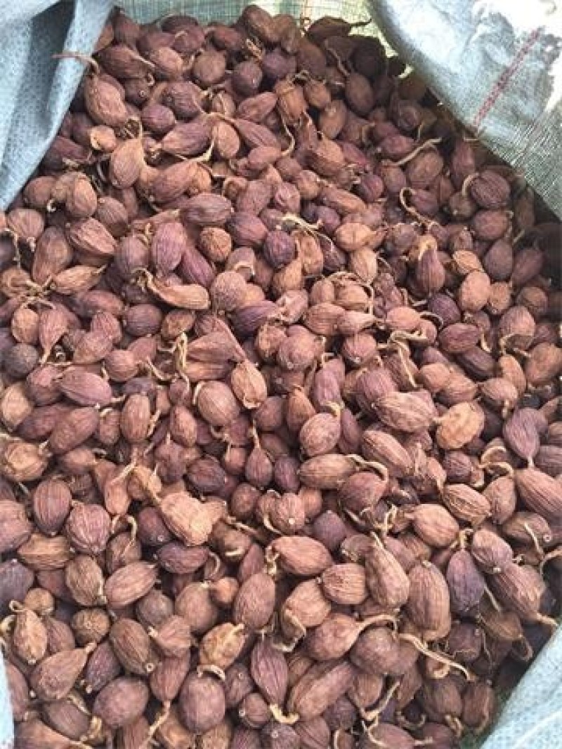草果（大草果）无硫草果干度好，含量高。