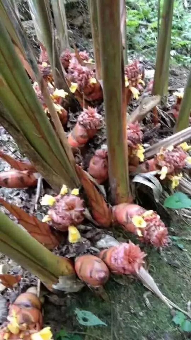 草果（大草果）无硫草果干度好，含量高。
