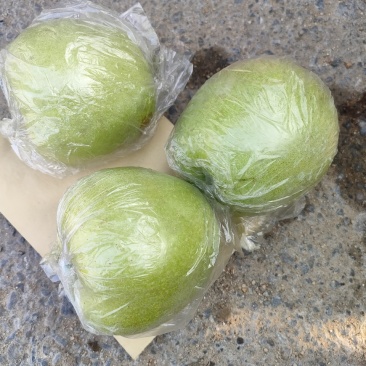 大量金帅苹果上市